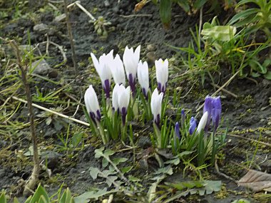 Safran (lat. Crocus (