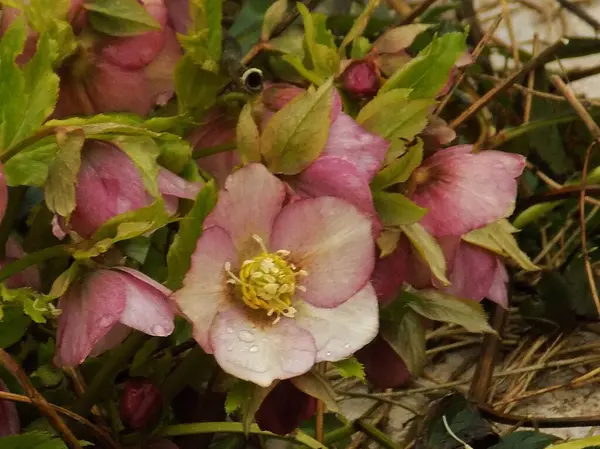 Hellebore veya Zimovnik (lat. Hellborus)           