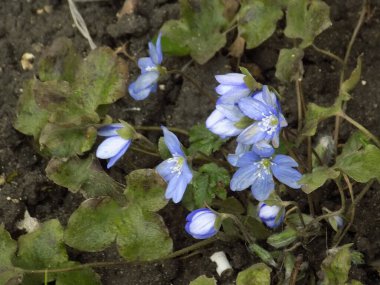 Kardamlası (Scilla) - Asparagaceae familyasından bir bitki cinsi. 