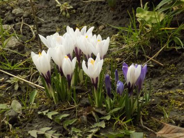 Safran (lat. Crocus (