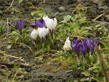 Safran (lat. Crocus (