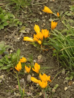 Safran (lat. Crocus (