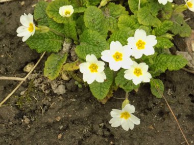 Genel çuha çiçeği (Primula vulgaris)