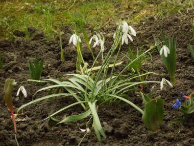  Yaygın kar damlası, beyaz kar damlası (Galanthus nivalis) 