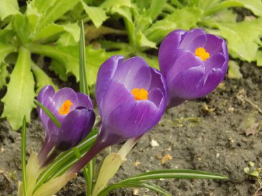 Safran (lat. Crocus (