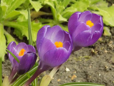 Safran (lat. Crocus (