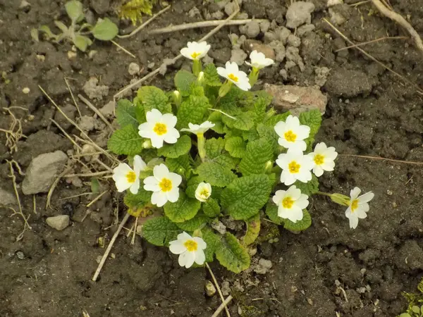 Genel çuha çiçeği (Primula vulgaris)