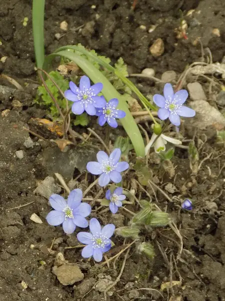 Kardamlası (Scilla) - Asparagaceae familyasından bir bitki cinsi. 