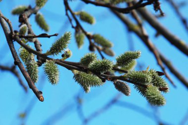 Willow (tükürük L.), stas. söğüt (vid prasl. jva) 