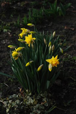 Narcissus (Narcissus), Amarillis familyasından bir bitki cinsidir..