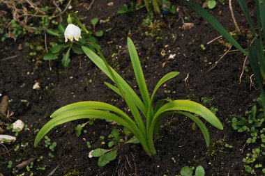 Taze beyaz çiçek (lat. Leucojum vernum L.)