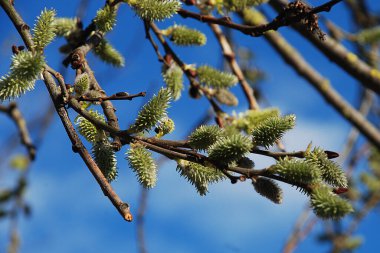 Willow (tükürük L.), stas. söğüt (vid prasl. jva) 