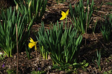 Narcissus (Narcissus), Amarillis familyasından bir bitki cinsidir..