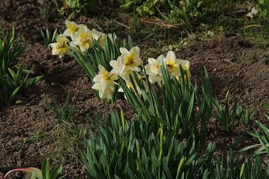 Narcissus (Narcissus), Amarillis familyasından bir bitki cinsidir.