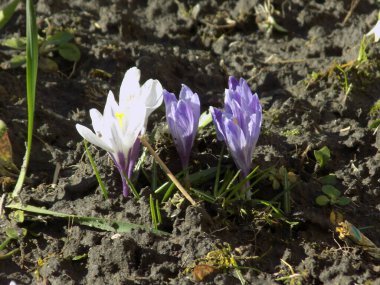 Safran (lat. Crocus (