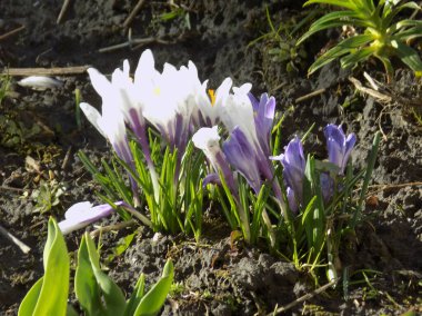 Safran (lat. Crocus (