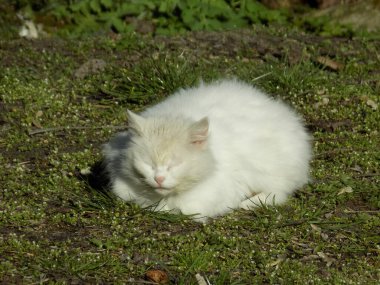 Kedi kedisi (Latince Felis Silvestris catus), kedigiller (Felis) familyasından bir kedi türü.)