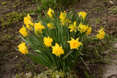 Narcissus (Narcissus), Amarillis familyasından bir bitki cinsidir.