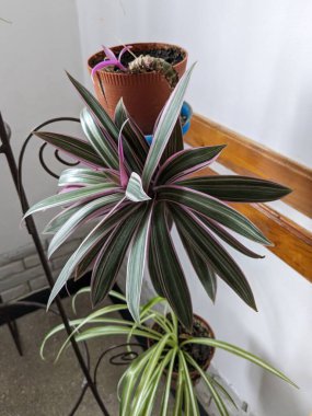  Reo (Rhoeo Hance) Komelinovykh ailesine takdim edilir.