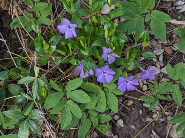 Vinca (ayrıca Vinca olarak da bilinir), menekşeler (Apocynaceae) familyasından bir bitki cinsidir.)
