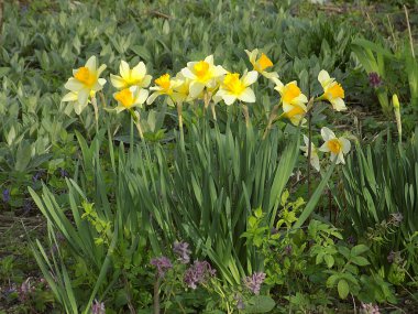 Narcissus (Narcissus), Amarillis familyasından bir bitki cinsidir.          