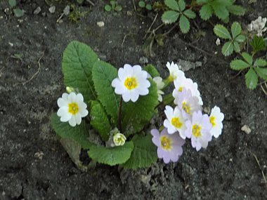 Genel çuha çiçeği (Primula vulgaris)           