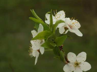 Ortak kayısı (lat. Prnus armenaca) Çiçek açan ağaçlar Pricot, kayısı, sırık, daha fazla.          