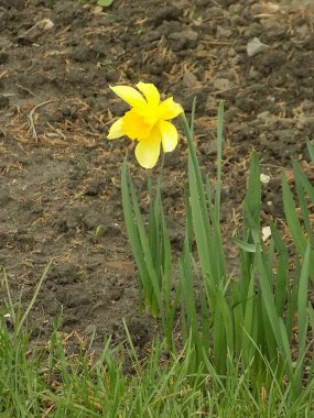 Narcissus (Narcissus), Amarillis familyasından bir bitki cinsidir.          