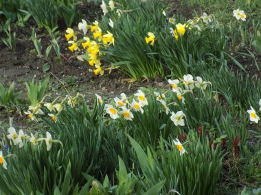 Narcissus (Narcissus), Amarillis familyasından bir bitki cinsidir.