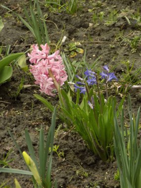 Hyacinth (Yunanca, Hyacinthus), Hyacinthaceae (Sümbül) familyasından bir bitki cinsidir.          