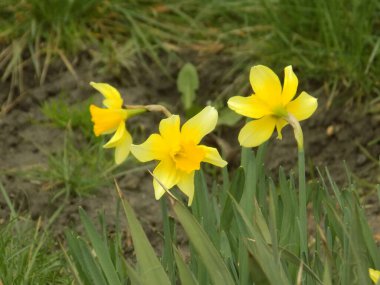 Narcissus (Narcissus), Amarillis familyasından bir bitki cinsidir.