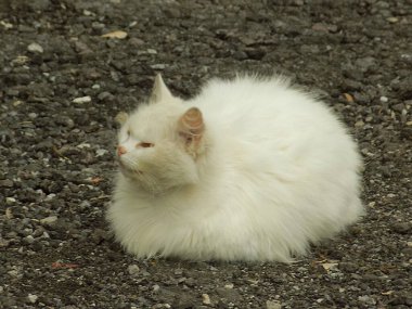 Kedi kedisi (Latince Felis Silvestris catus), kedigiller (Felis) familyasından bir kedi türü.)