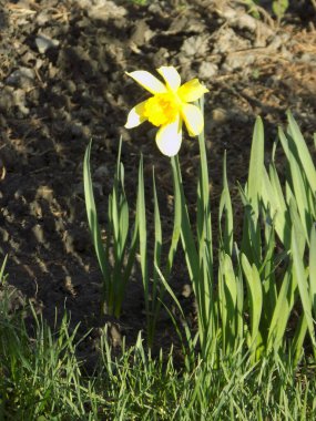 Narcissus (Narcissus), Amarillis familyasından bir bitki cinsidir.          