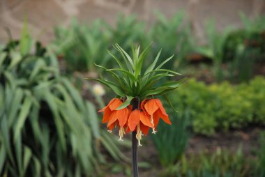  Fritillaria emperialis, zambak familyasının uzun ömürlü bir bitkisidir.. 