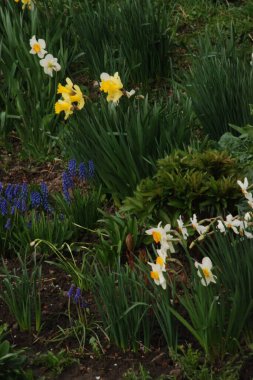Narcissus (Narcissus), Amarillis familyasından bir bitki cinsidir.