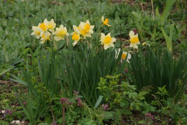 Narcissus (Narcissus), Amarillis familyasından bir bitki cinsidir.