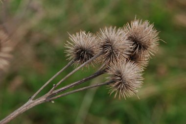 Gerçek dulavratotu meyveleri.  