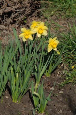 Narcissus (Narcissus), Amarillis familyasından bir bitki cinsidir.