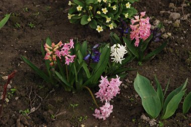 Hyacinth (Yunanca, Hyacinthus), Hyacinthaceae (Sümbül) familyasından bir bitki cinsidir.  