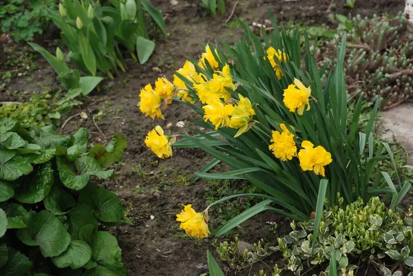 Narcissus (Narcissus), Amarillis familyasından bir bitki cinsidir.