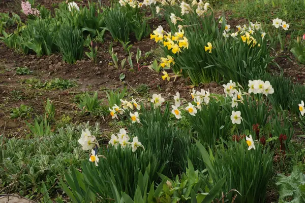 Narcissus (Narcissus), Amarillis familyasından bir bitki cinsidir.