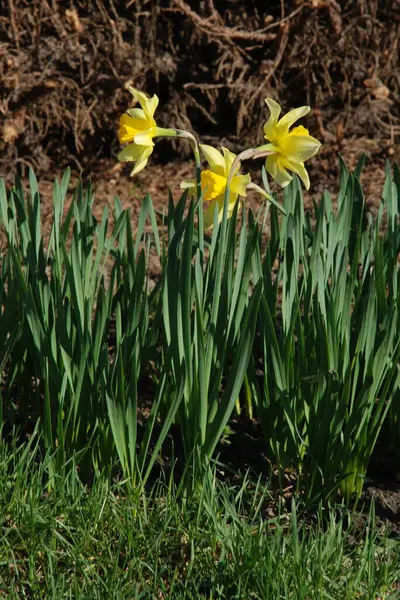 Narcissus (Narcissus), Amarillis familyasından bir bitki cinsidir.