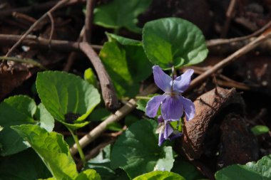 Orman menekşesi (Viola reichenbachiana)