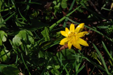 Sarı kaz soğanı ya da sarı gagea (lat. Ggea ltea)