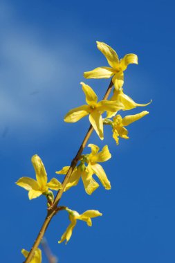 Forsythia veya sarı çan (Forsythia)