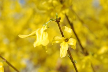 Forsythia veya sarı çan (Forsythia)