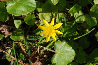 Sarı kaz soğanı ya da sarı gagea (lat. Ggea ltea)