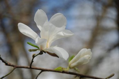 Magnolia, manolya familyasından büyük bir bitki cinsidir.