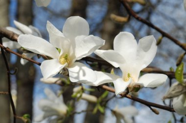 Magnolia, manolya familyasından büyük bir bitki cinsidir.