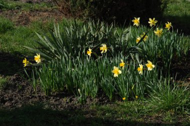 Narcissus (Narcissus), Amarillis familyasından bir bitki cinsidir.